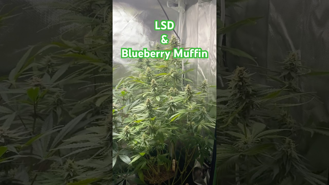 Going strong with the LSD stacking up for some big buds #vivosun #marshydro #grow #indoor