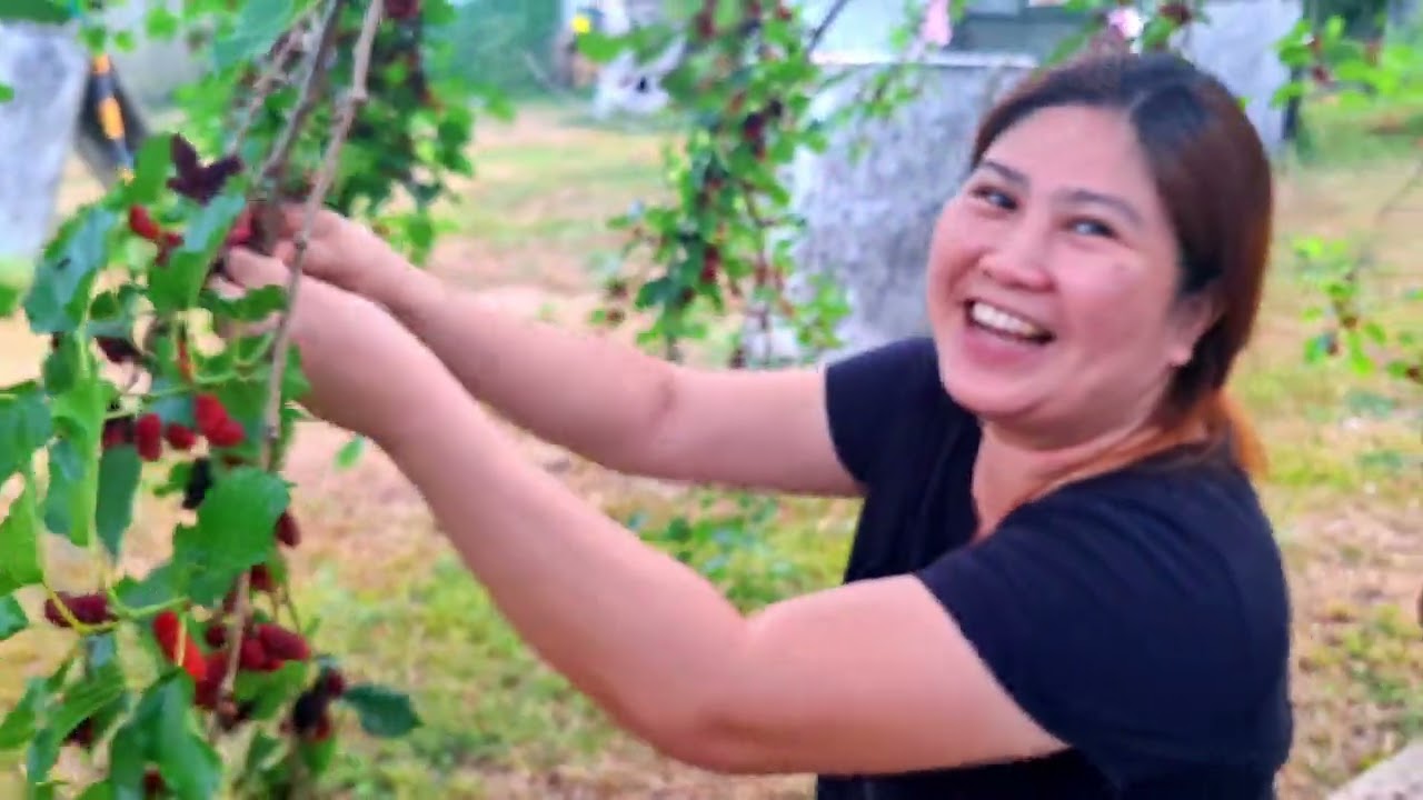 Mulberry Harvest | Mulberry Farm 🍇❤️