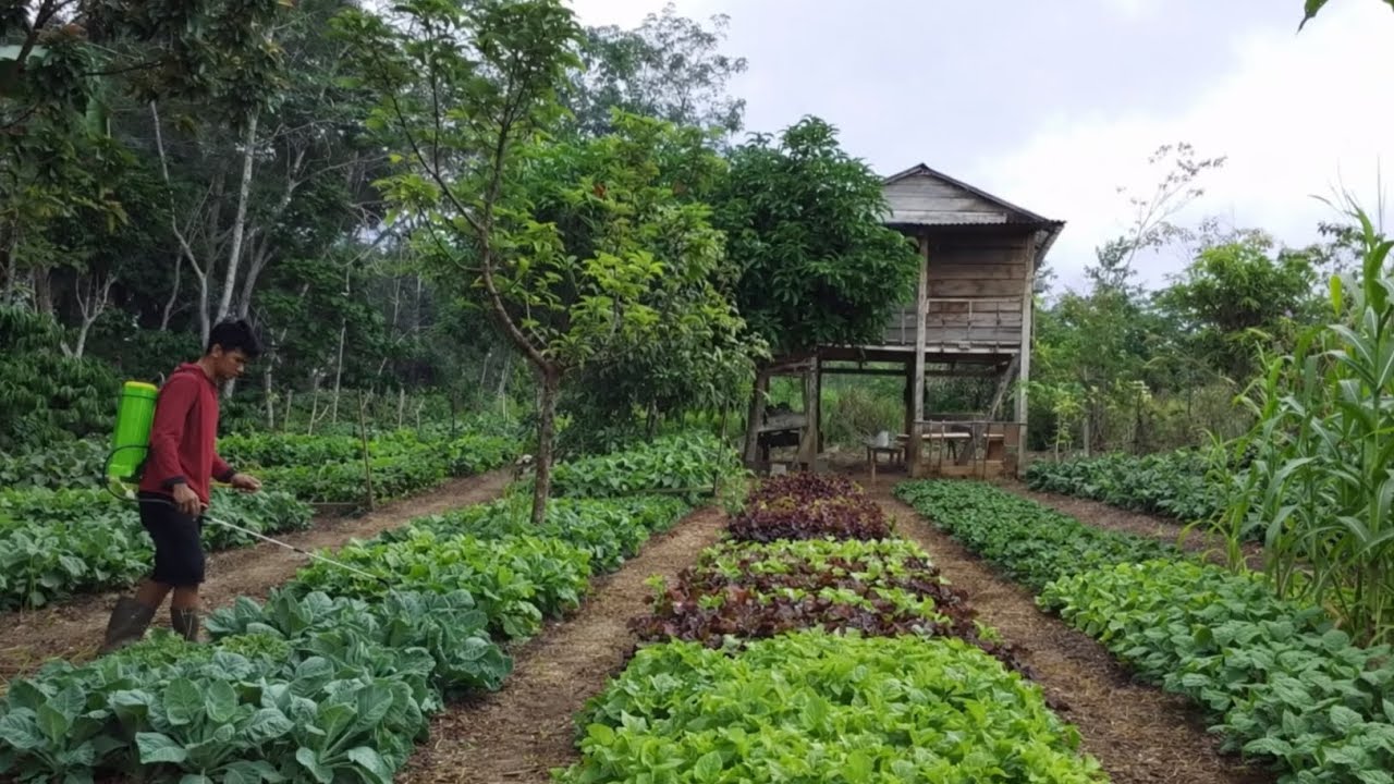 PERSIAPAN MEMBUAT KEBUN HARAPAN UNTUK BERTAHAN HIDUP DI DESA