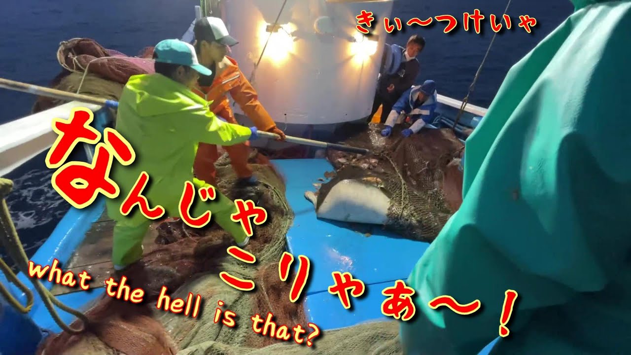 【底曳網漁】まさかの巨大毒魚に漁師も驚愕！【越前漁港の家族漁師】