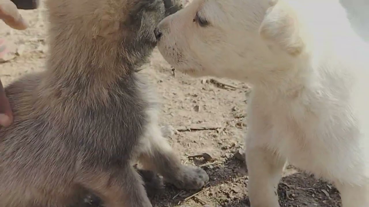 Funny & Cute Puppy Moments That Will Melt Your Heart ❤️🐾
