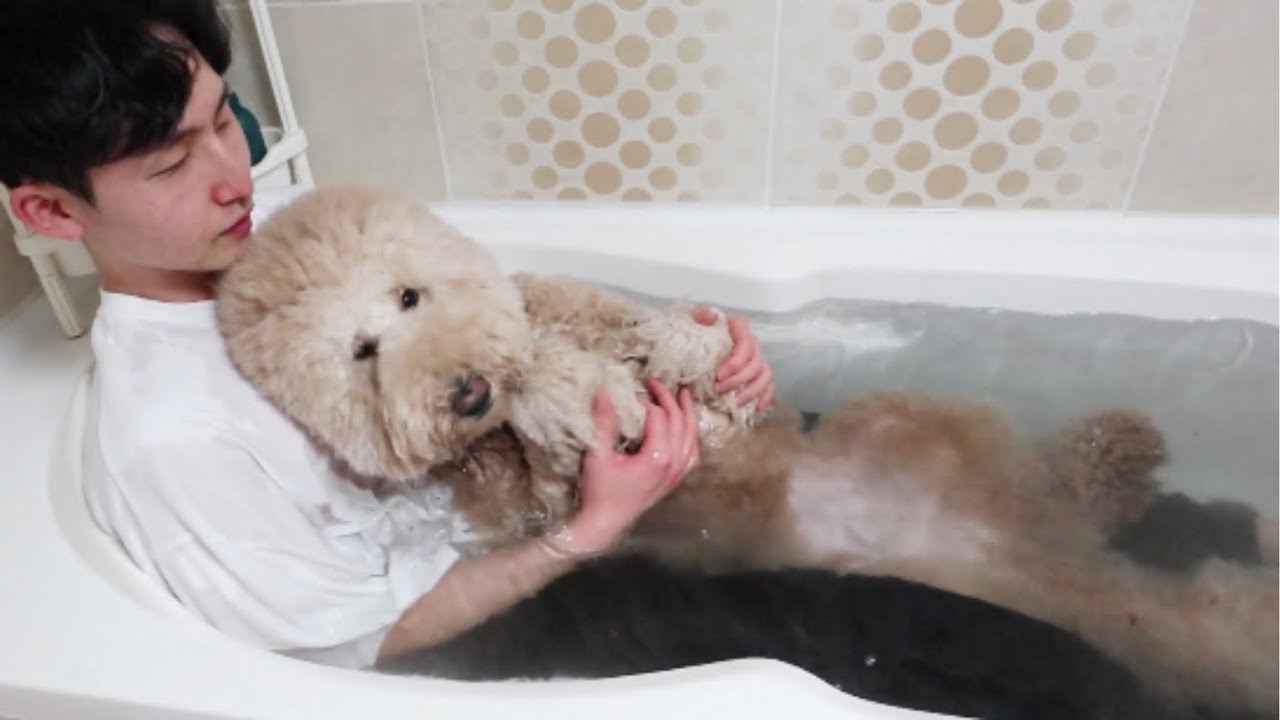 목욕시간도 마냥 행복한 우리 똥강아지(푸들)