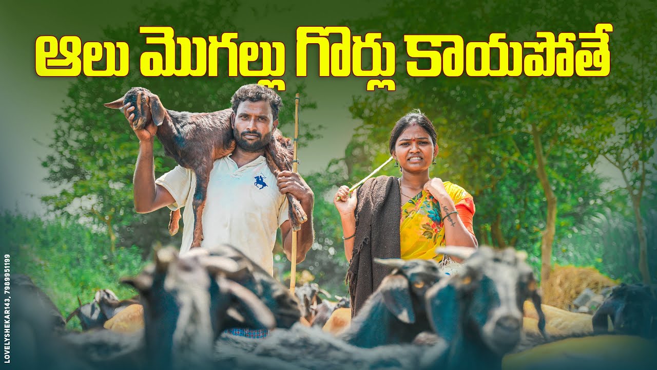 ఆలు మోగల్లు గొర్లు కాయపొతే||పెళ్ళాం మొగుడు గొర్లకువోతే||my village comedy||dhoom dhaam channel