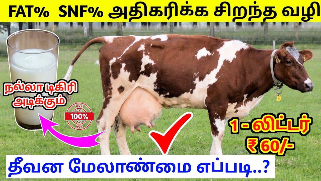 பாலில் FAT மற்றும் SNFஅதிகரிக்க என்ன செய்ய வேண்டும்?/பால் மாடுகளில் FAT,SNF அதிகரிக்கும் வழிமுறைகள்