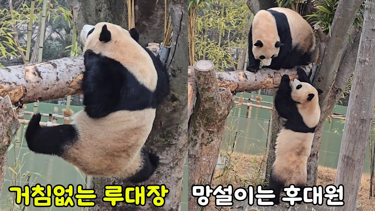 [ep.764]26.02.11루대장과 후대원♡강바오님에 나래이션 추가😊