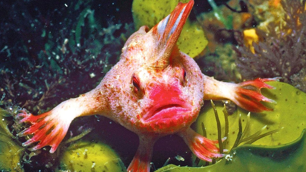 Handfish 🐠 The Quirky Walking Fish!