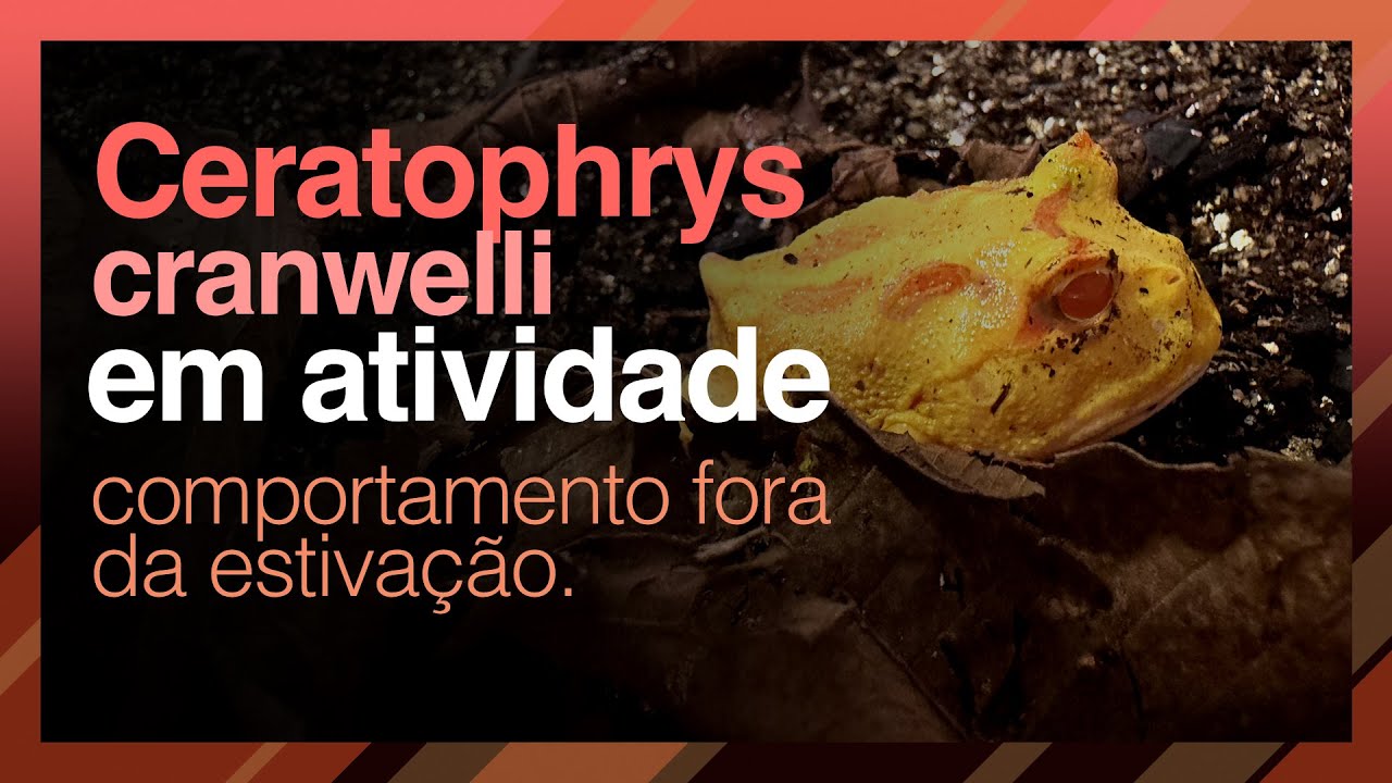 Ceratophrys cranwelli em Ativiade - Comportamento Fora da Estivação | CRIATURAS DO MEU ROLÊ