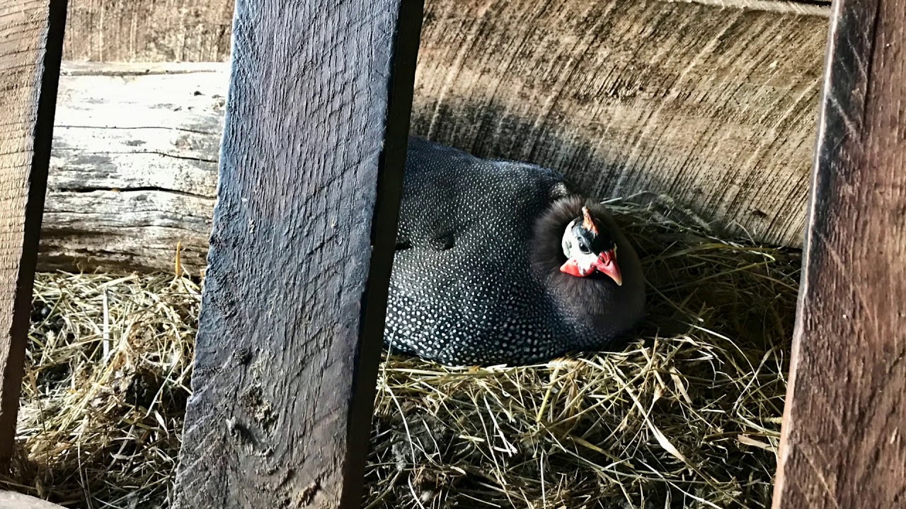 Guinea Fowl Nests - Big Success & Big Loss