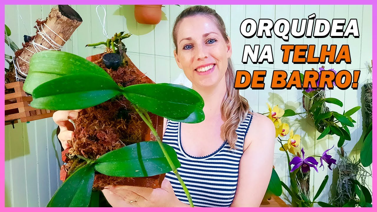 Veja como plantar Orquídea na telha de barro