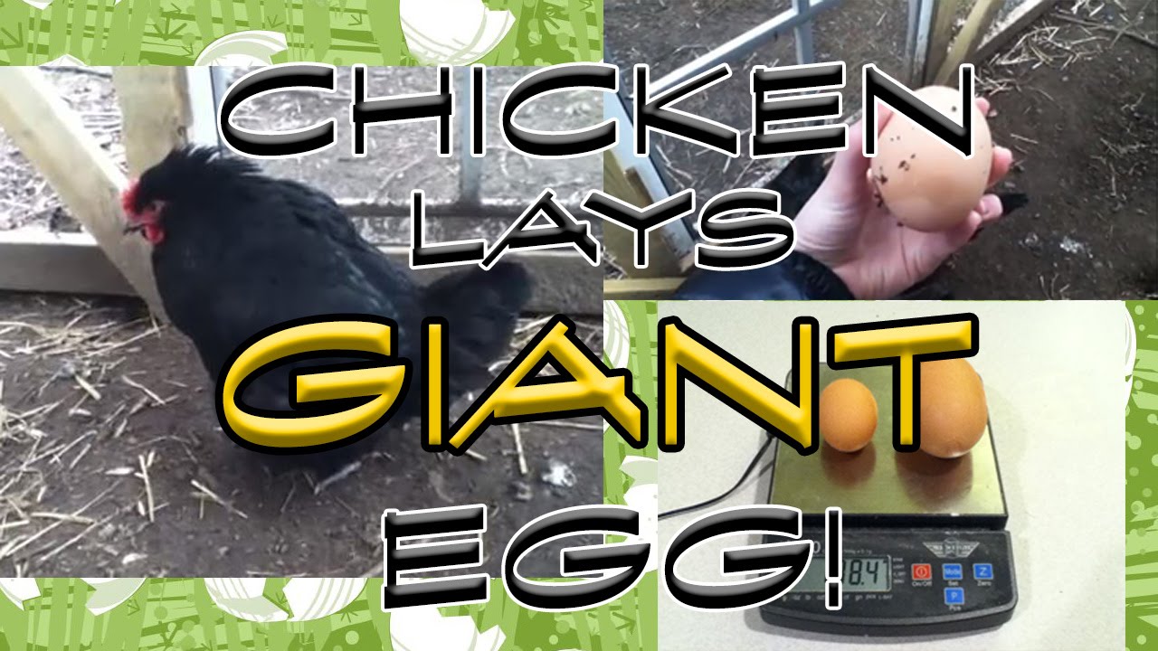 CHICKEN LAYS THIRD MONSTER EGG!  *ORIGINAL VIDEO*