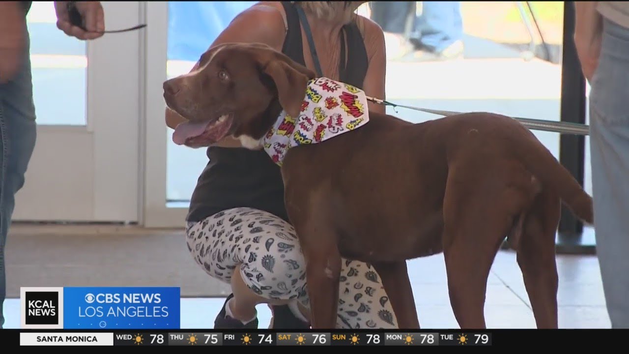 Hundreds of dogs and cats waiting to be adopted at Orange County Animal Care