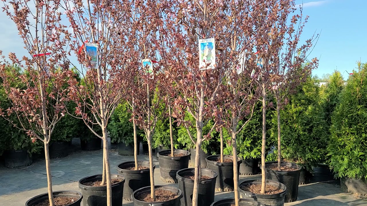 Prunus 'Thundercloud' //💜Purple Leaves & 🌸 Pink flowers!  A Showy, Popular EASY to GROW Little Tree!