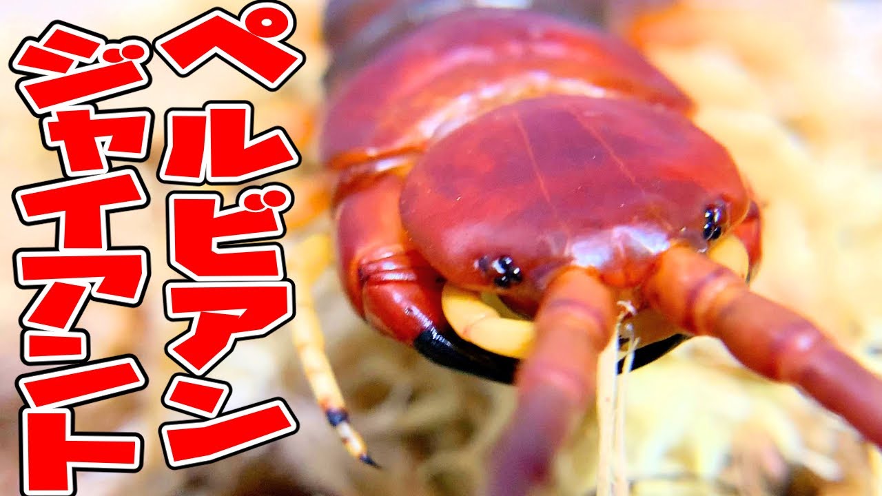 半年ぶりに再会した世界最大種ムカデが怪物すぎた