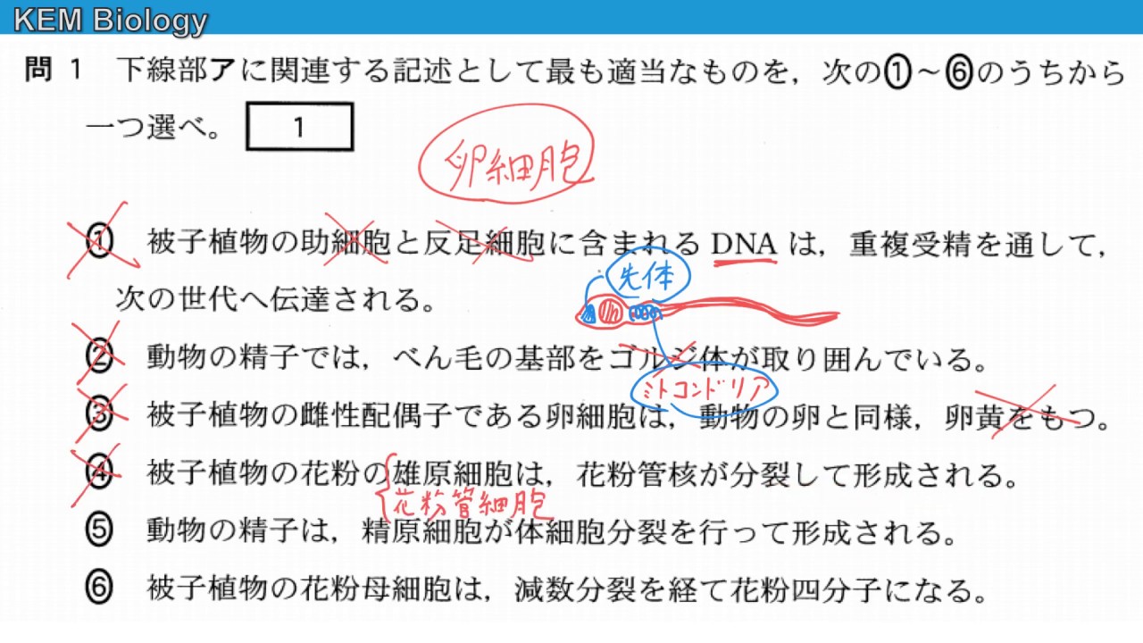 高校生物「センター2015 大問2　トレニア・ユウレイボヤの実験、母性因子の分布」