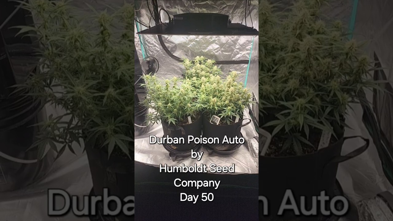 Durban Poison Autoflower by Humboldt Seed Company - Day 50