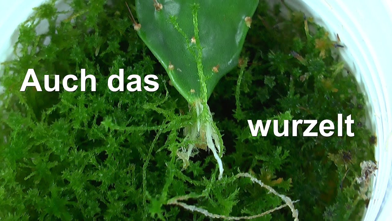 Du weißt schon alles über Zimmerpflanzen? Dann brauchst du hier nicht Schauen oder erlebe Pflanzen