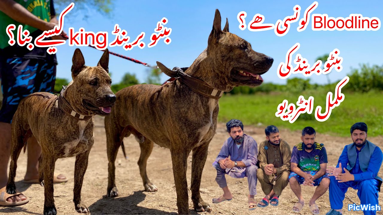 The 👑King Banto Brand ki Full History /👑 King Bannay k leye ketni game win ki / Walaiti Gultair