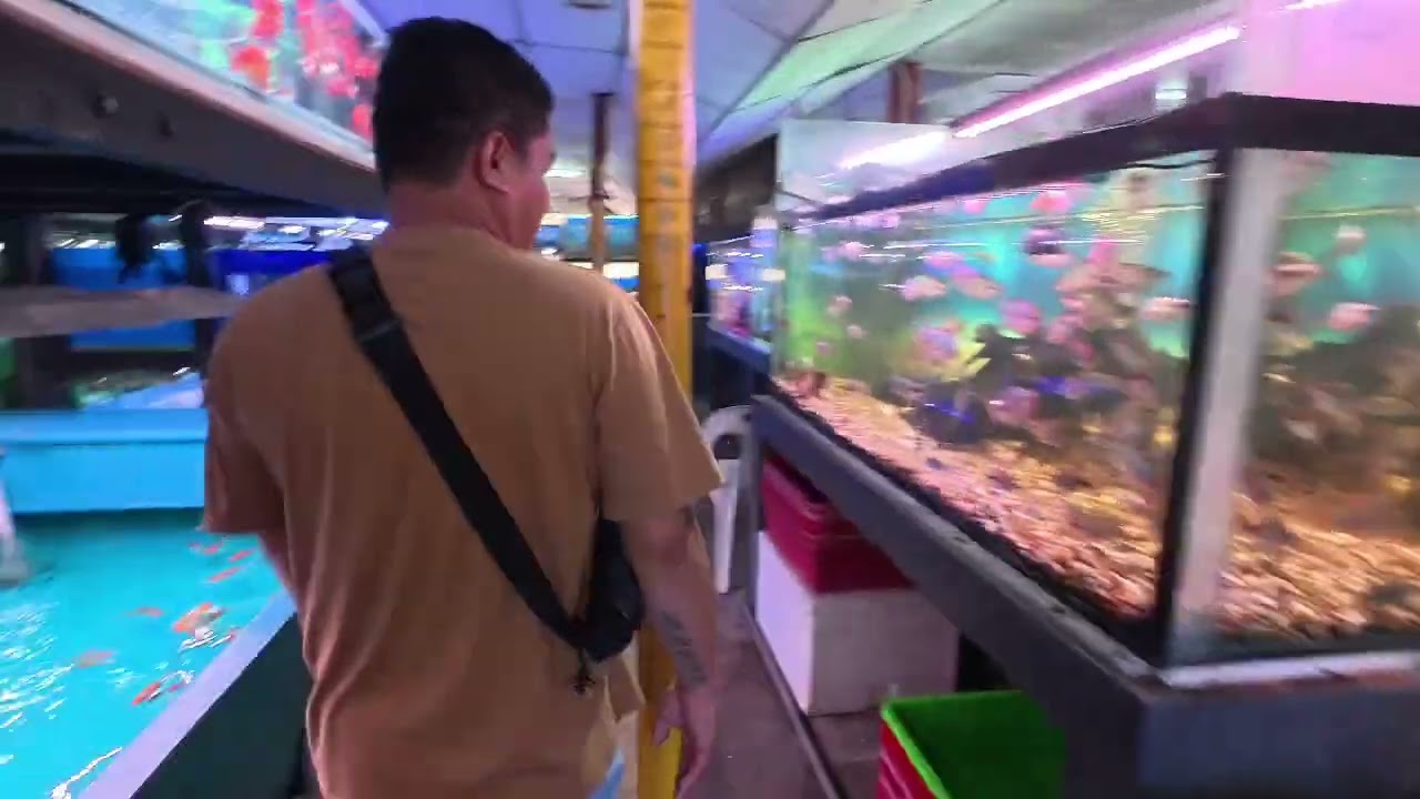 KEDAI IKAN TERBAIK DAN BANYAK PILIHAN DI MIRI (Mc Aquatic Fish Shop miri)