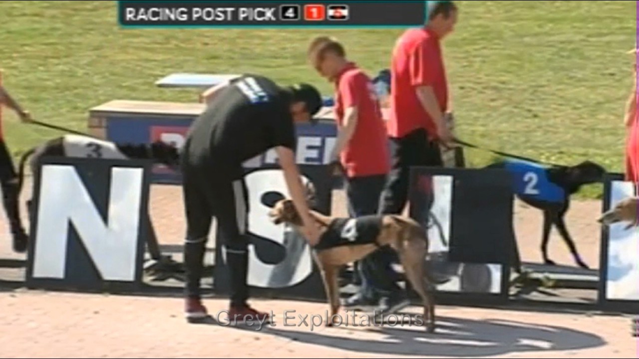Greyhounds raced in extreme heat at Kinsley and Perry Barr dog tracks.