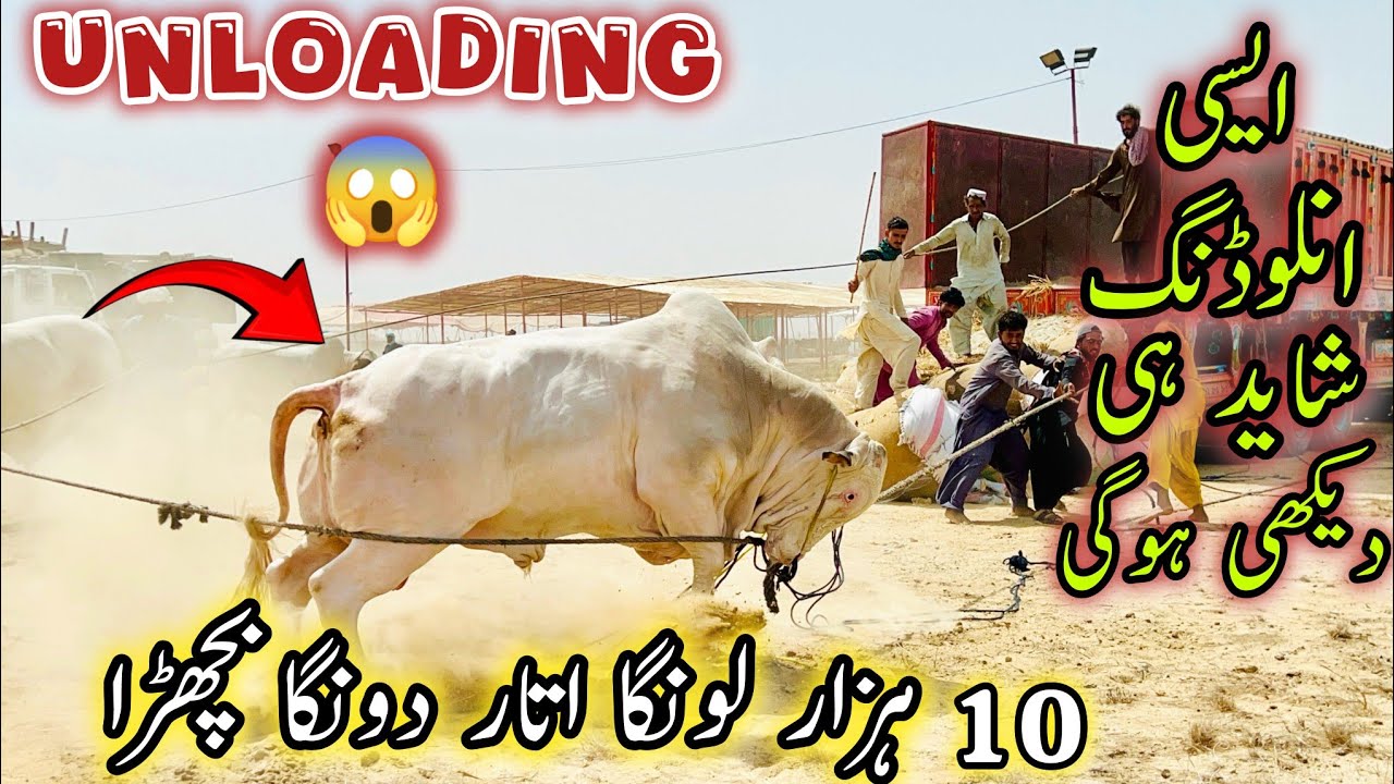 Northern Bypass Cow Mandi Karachi 12 More Truck Unloading |1st May 2025 | Cow Mandi Karachi