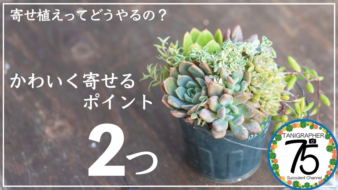 【多肉植物】多肉がもっと好きになる！寄せ植えで大事な２つのこと！