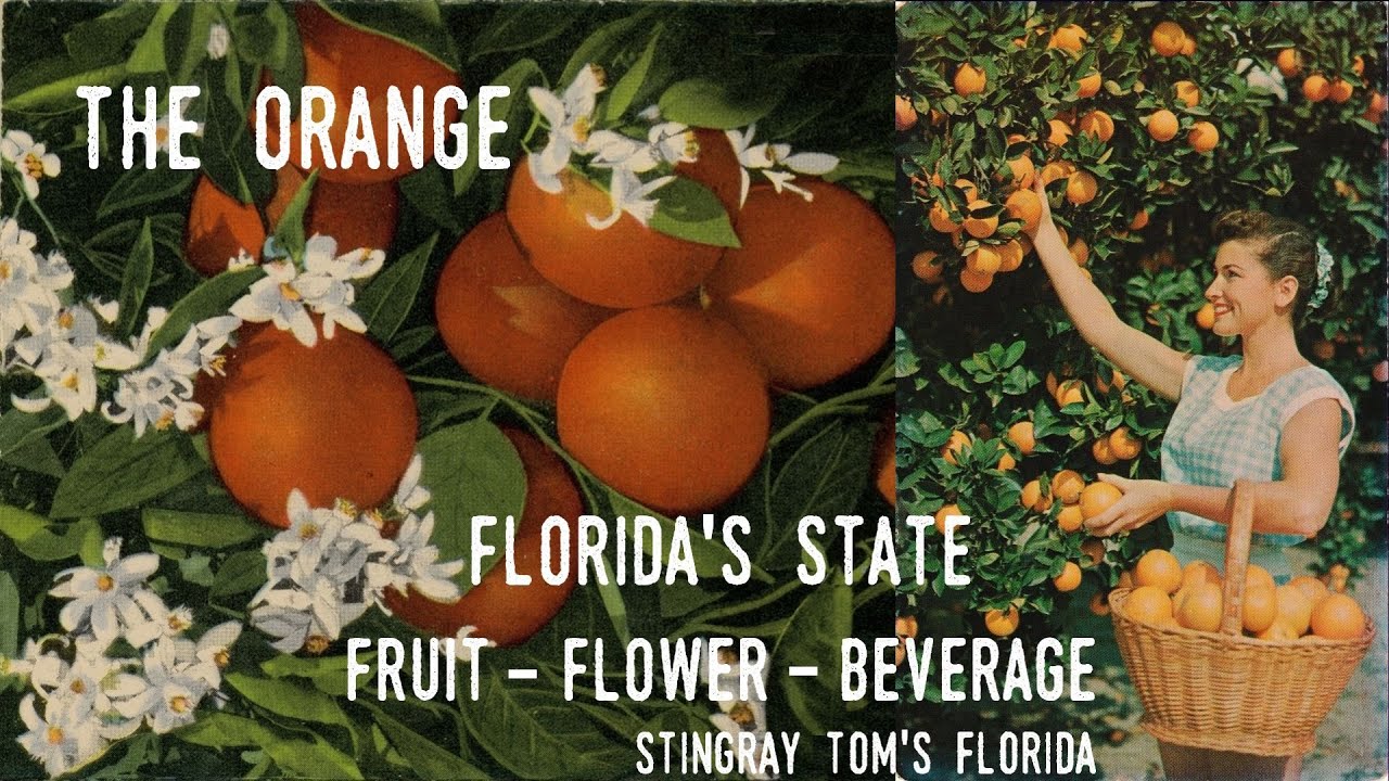 The Orange: Florida State Symbols Part 10 - A Take 5 for Florida History 16