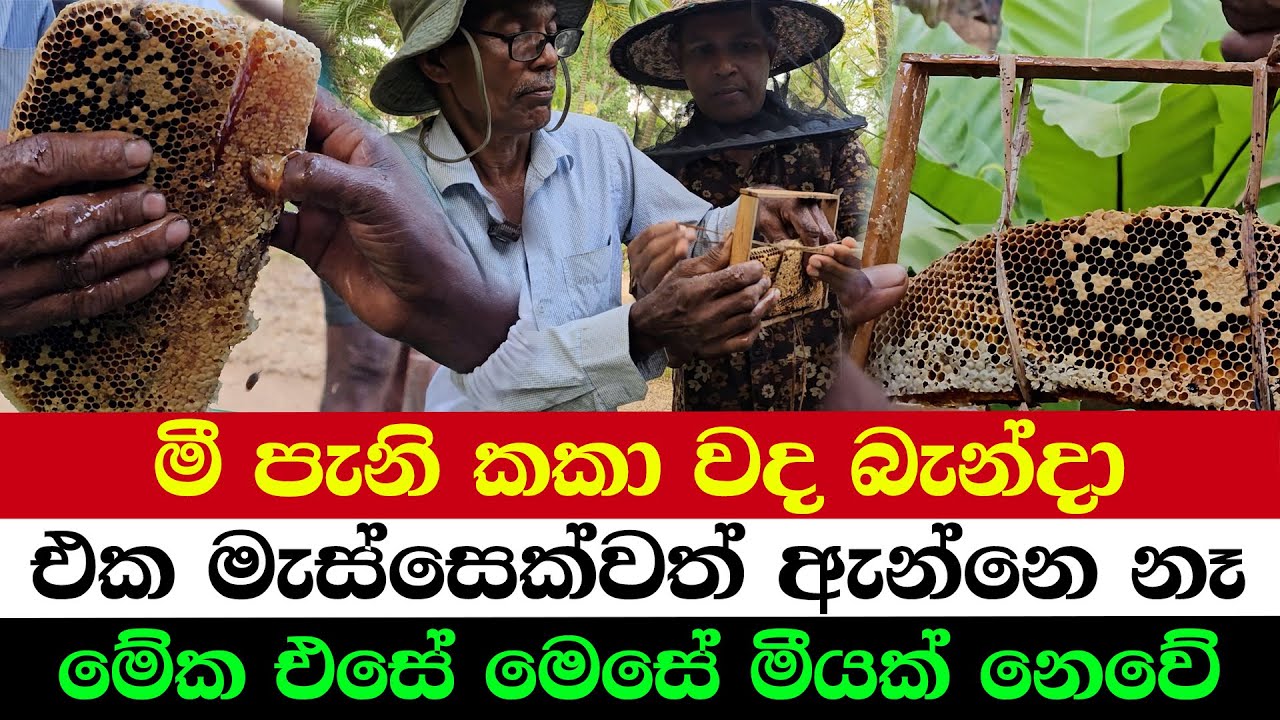 Wrongly Tied Bee Hive Fixed the Right Way | Protect Yourself from Bees This Way