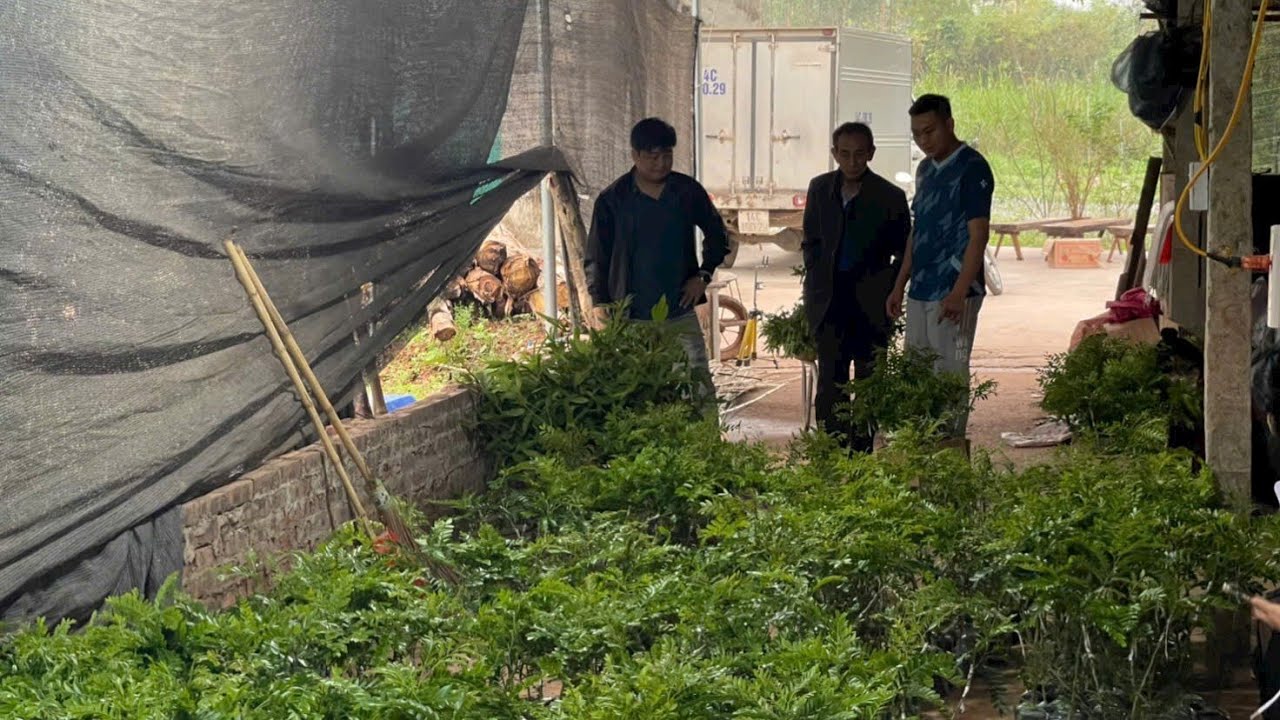 Bồ kết ghép 0349610612
