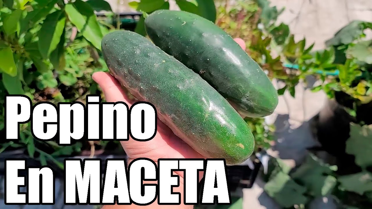 Como sembrar PEPINO en MACETA || Cultivo del PEPINO paso a paso || Bananafabric