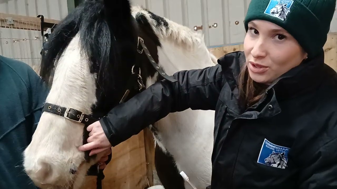 How to perform a tapeworm saliva test 