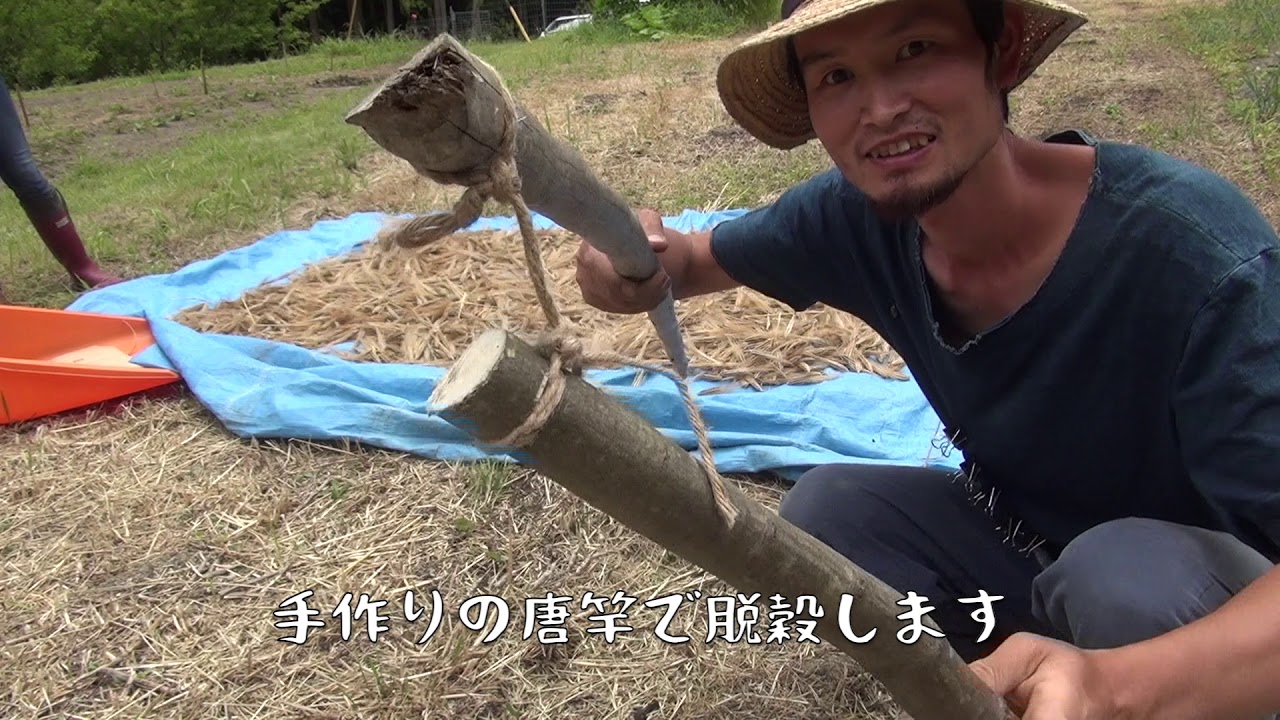 【自作唐竿脱穀】もち麦の収穫をする