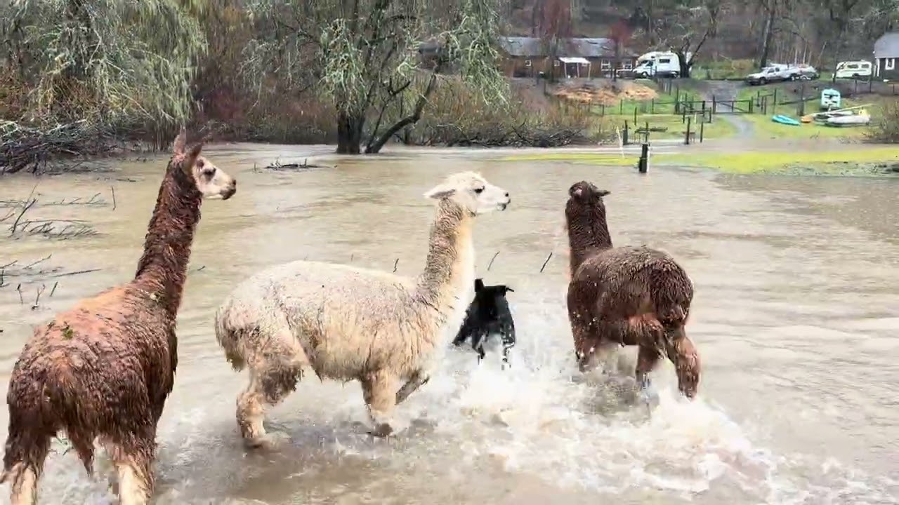 Noah saving The Three Camels from the Biblical flood