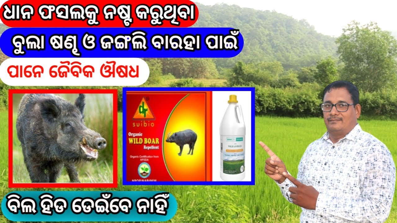 ବୁଲା ଷଣ୍ଢ ଓ ଜଙ୍ଗଲୀ ବାରାହ  Organic Repellant for Wild Boar