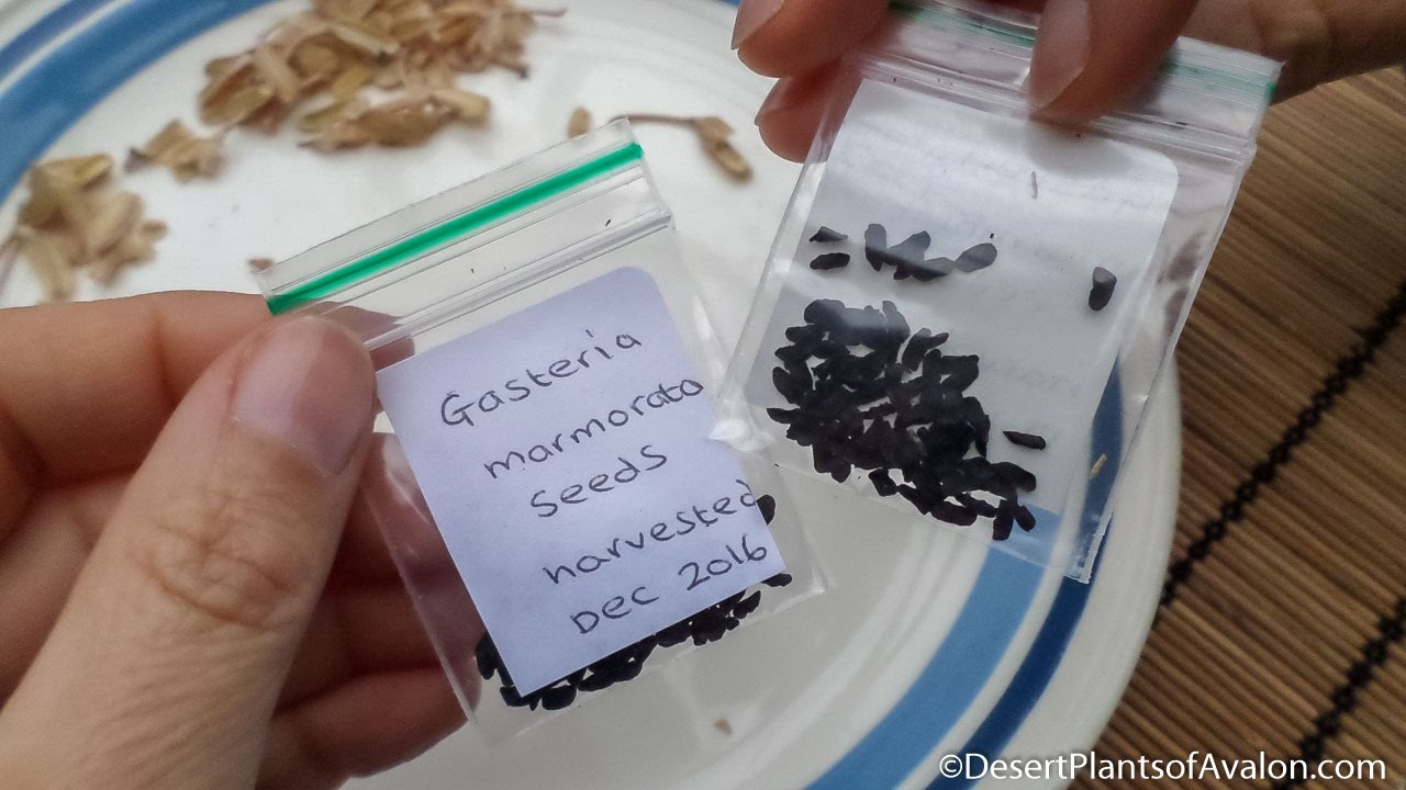 How To Harvest Gasteria Succulent Plant seeds