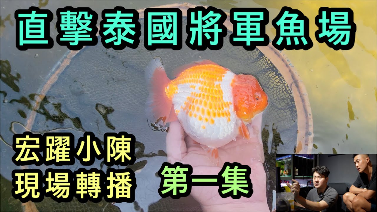 直擊世界精品金魚佼佼者-將軍金魚場,宏躍水族化身特派員帶我們去直擊將軍金魚的現場,小陳也邀請到老闆與經理出來跟各位魚友分享他們養金魚的過程（第一集）