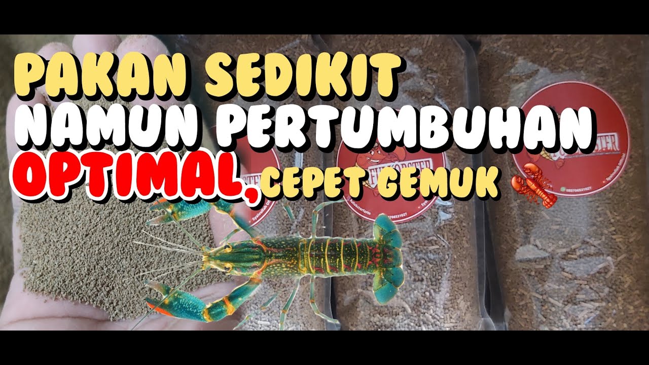 PAKAN PELET INI BIKIN LOBSTER AIR TAWAR CEPAT GEMUK, PAKAN MURAH NAMUN KANDUNGAN GIZINYA LUAR BIASA