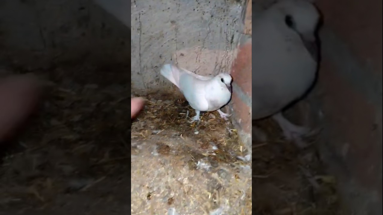 #birds
