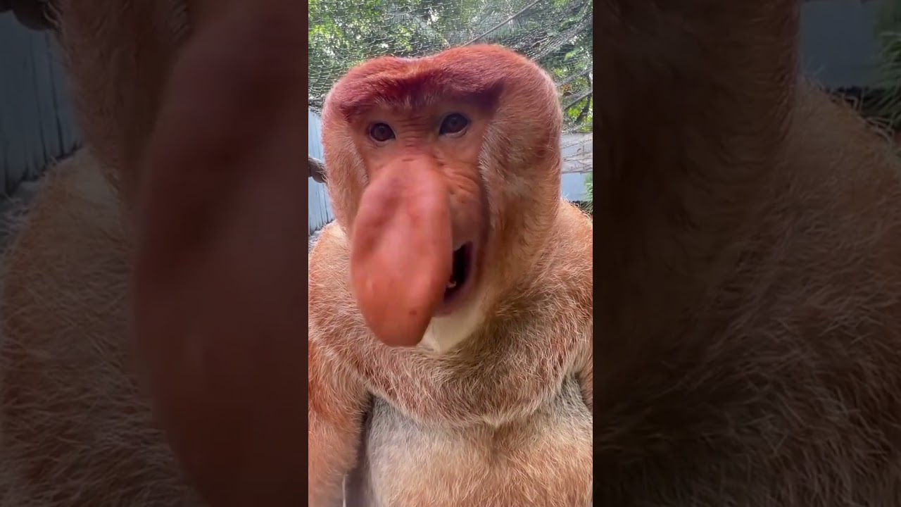 🗣️🐒 &ldquo;What Did I Just Hear?! | Crazy Monkey & Lemur Sounds Compilation&rdquo; 😲🎧