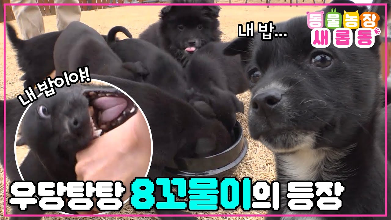 [#새롭동물농장] 8꼬물이 감당 가능? ㅇㅇ 가능👌에너지 넘치는 8꼬물이의 우당탕탕 하루! / EP.1164 #TV동물농장 #AnimalFarm #SBSstory