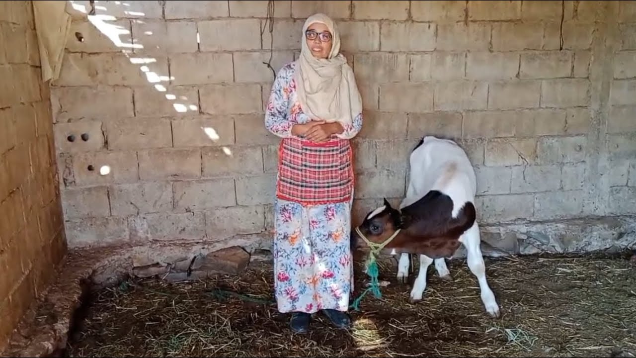 حصيلة البيض 🥚دجاجة قارقة فهاد الحرارة 🐔🌞🥵شنو نديرو معاها 🤔