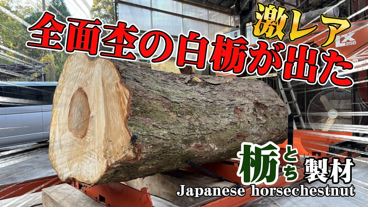 新潟の栃（とち）製材してみた