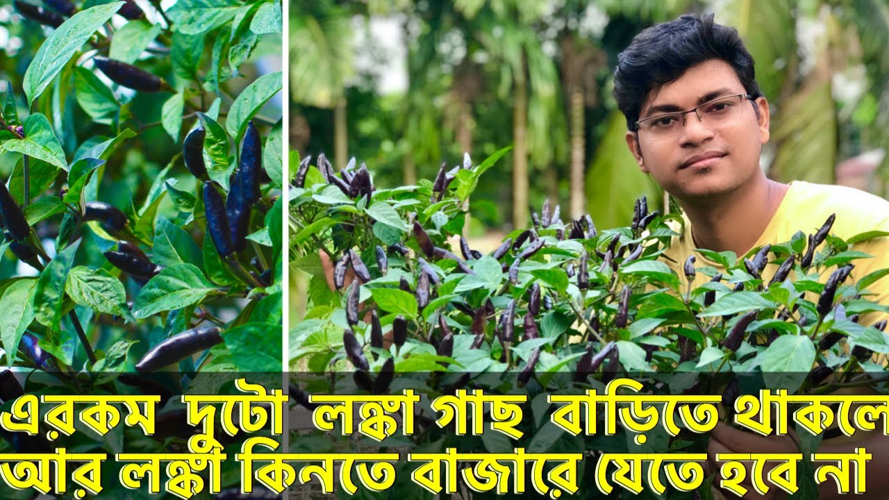 টবে লঙ্কা চাষ পদ্ধতি। how to grow chilli in container। টবে মরিচ চাষ পদ্ধতি