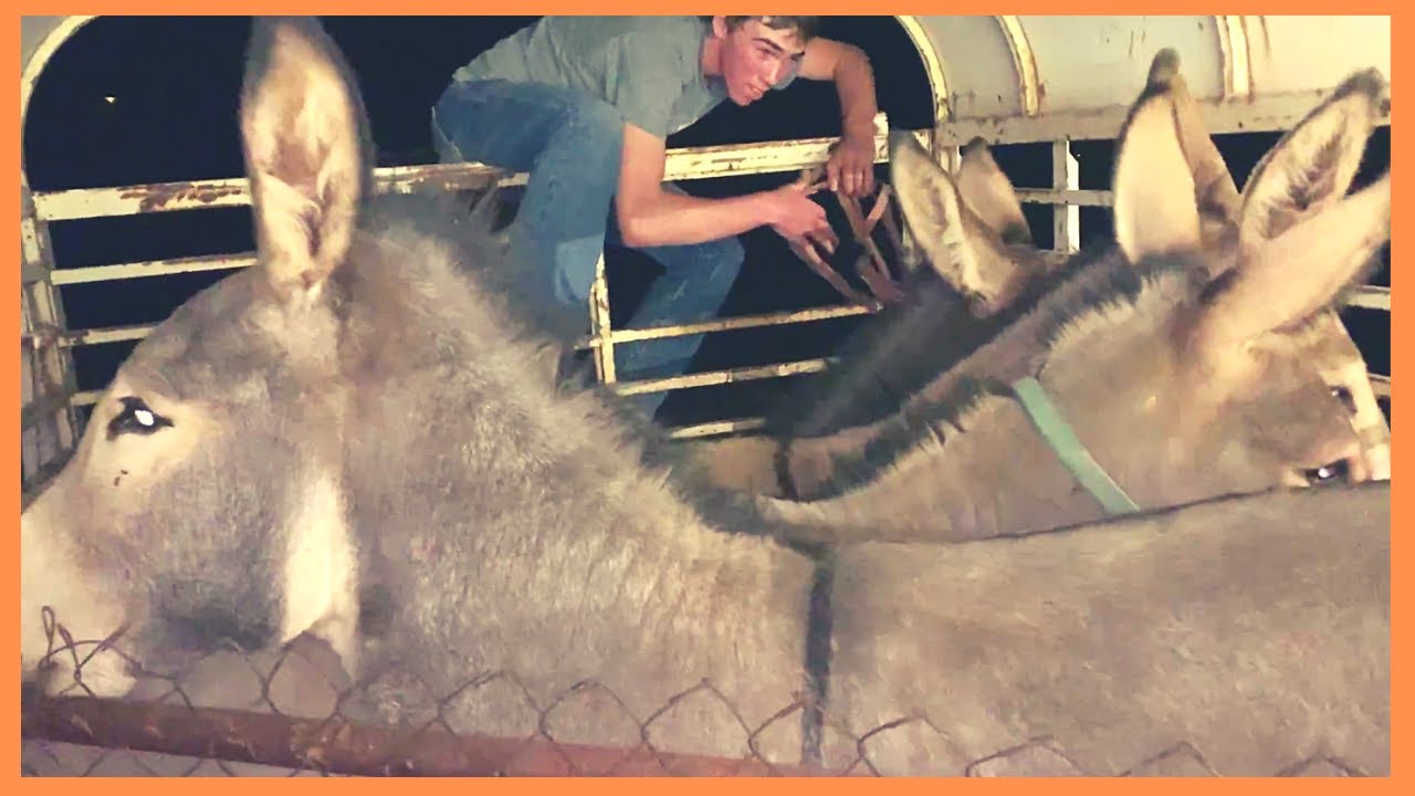DONKEY TRAP | WILD BURROS RESCUE
