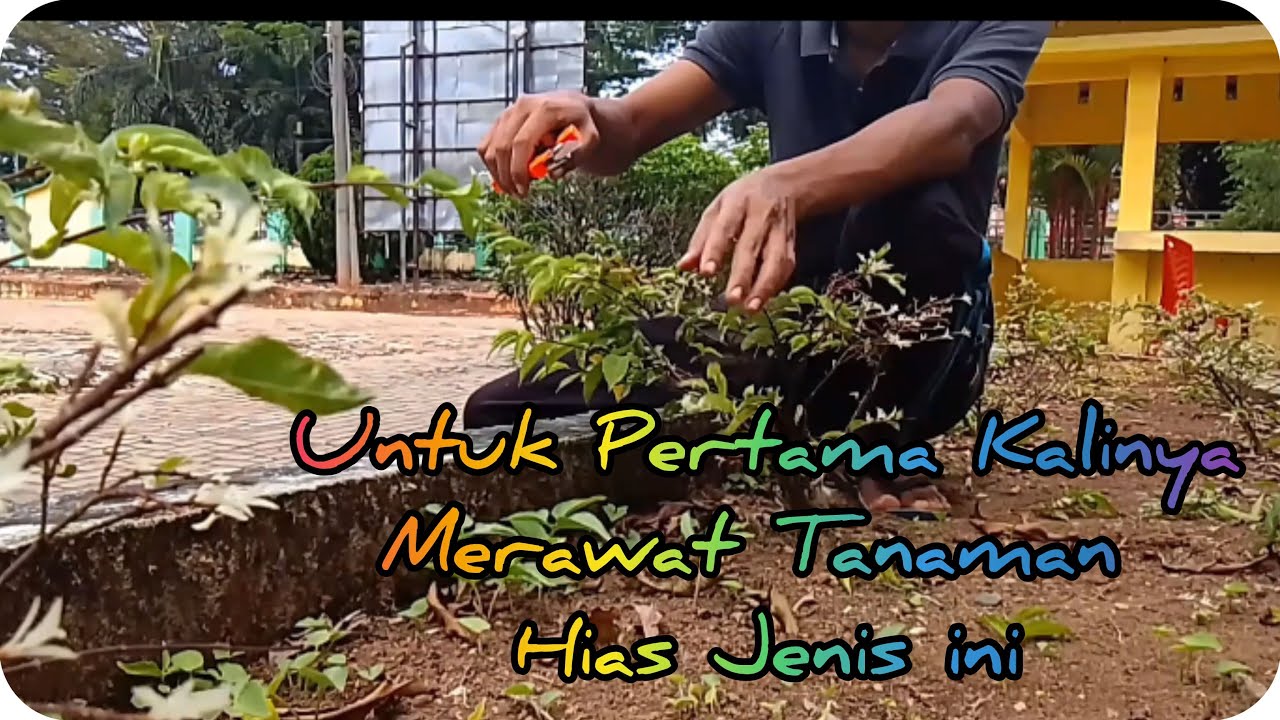 Perawatan Bunga Putri Salju
