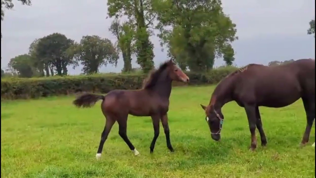 Dourkhan Hero X French Buffet Filly