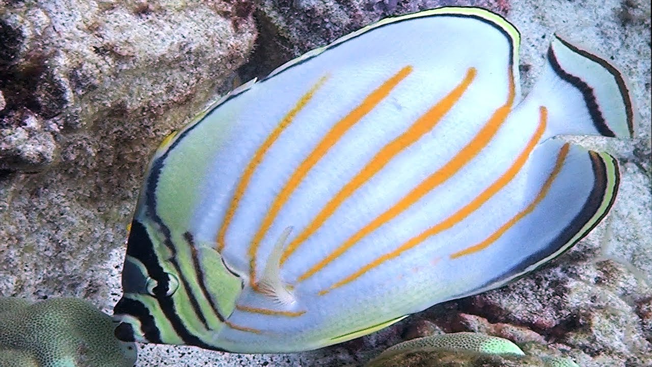 Living Jewels Butterflyfish Vol  3 HD