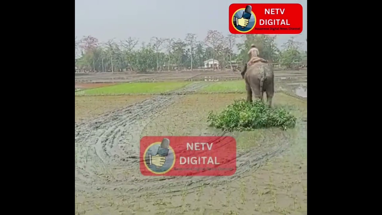 📌ৰূপহীহাটৰ লাওখোৱা অভয়াৰণ্যৰ পূব ফুটালজাৰত বন বিভাগৰ উচ্ছেদ অভিযান।
