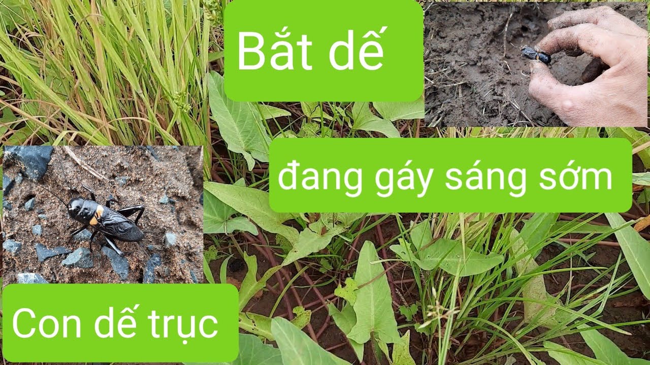 Đi bắt dế đang gáy sáng bắt được con dế trục siêu hiếm luôn
