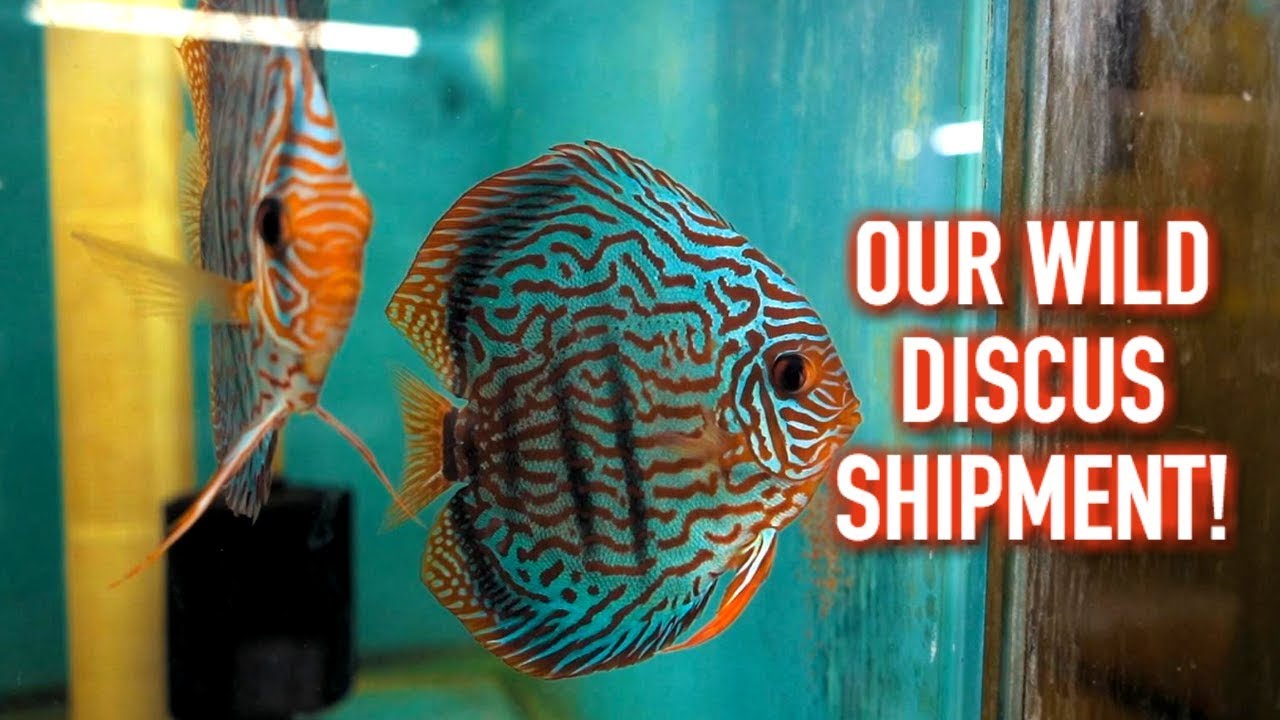 TAKING DELIVERY OF WILD DISCUS