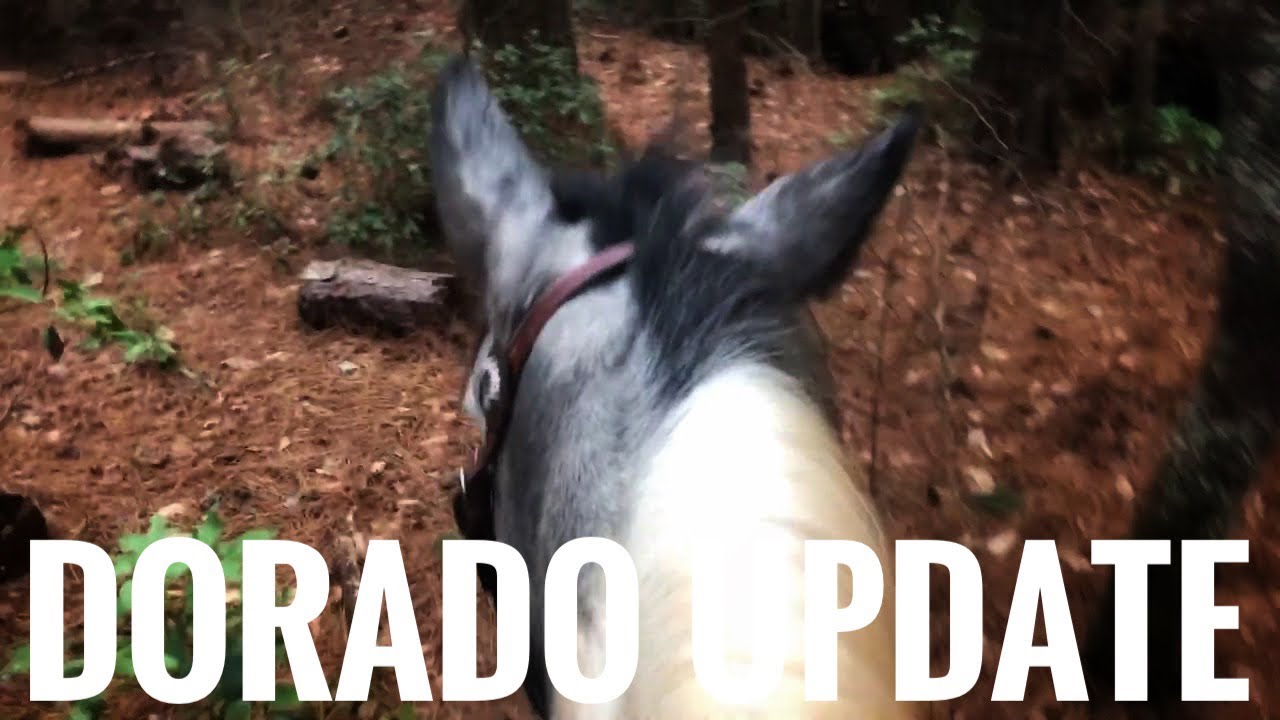 Dorado Update